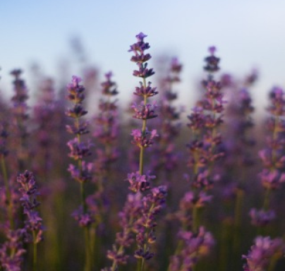 lavanda